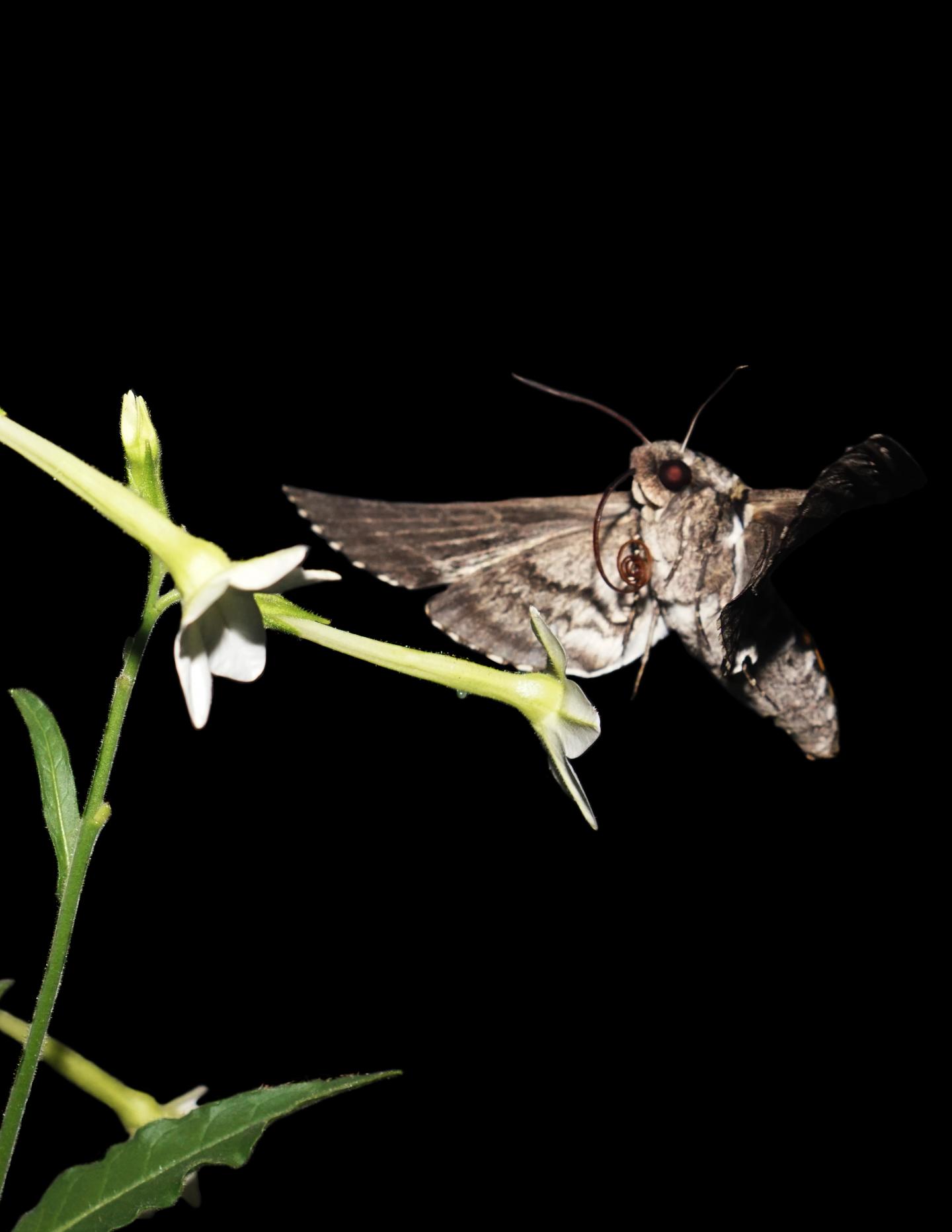 Hawk Moth on Real Flower