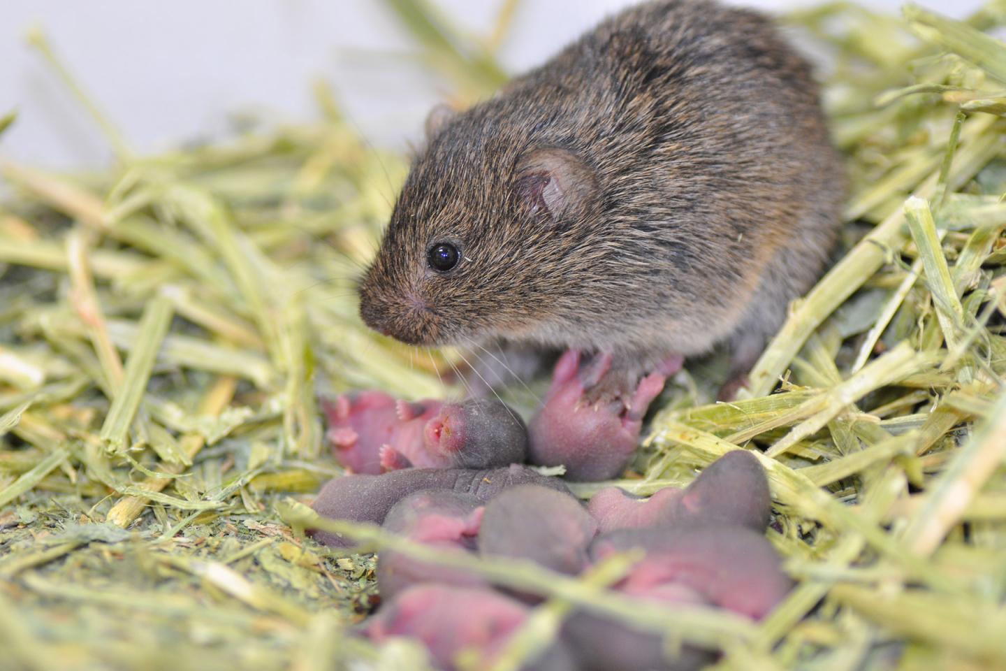 Vole Female with Pups