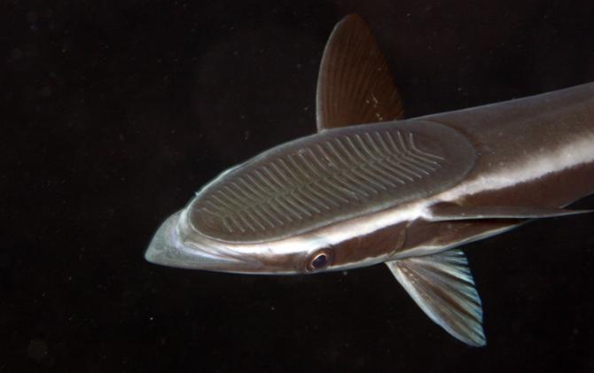 Remora Suckerfish