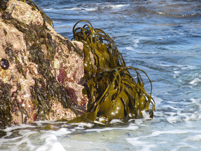 Brown algae inhabit rocky shores.