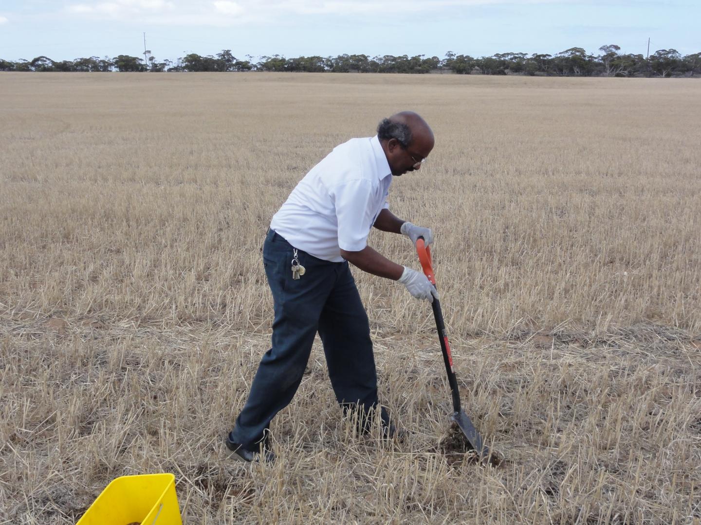 Dr. Gupta Vadakattu V.S.R.