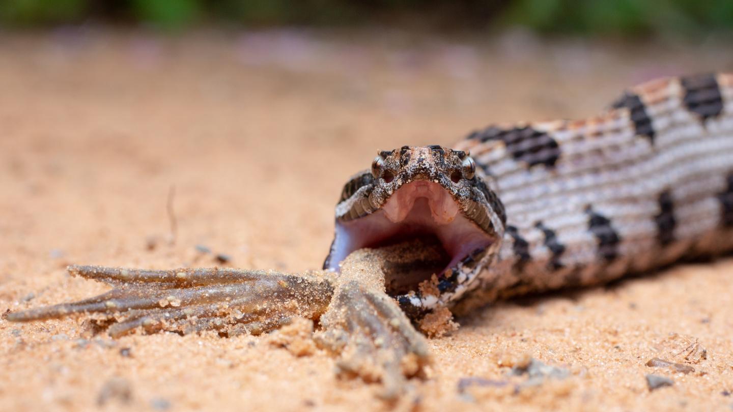 Clemson researchers find snake venom complexi | EurekAlert!