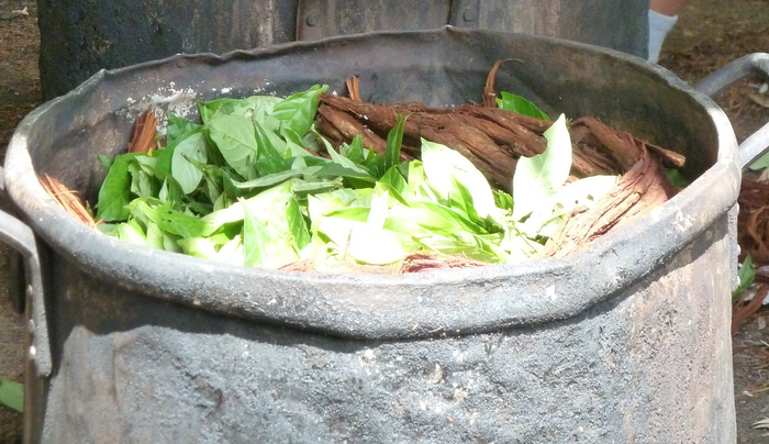 Preparation of ayahuasca (from B. caapi and P. viridis)