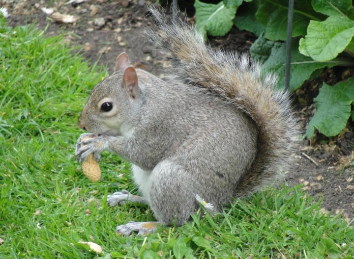 Grey squirrel (Sciurus carolinensis)