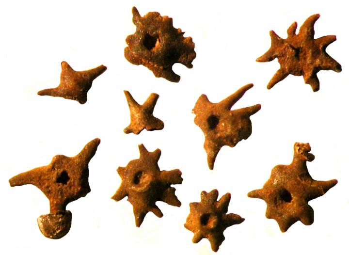 Fossils of Juvenile Crinoid Holdfasts