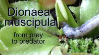 <em>Dionaea muscipula</em>: From Prey to Predator