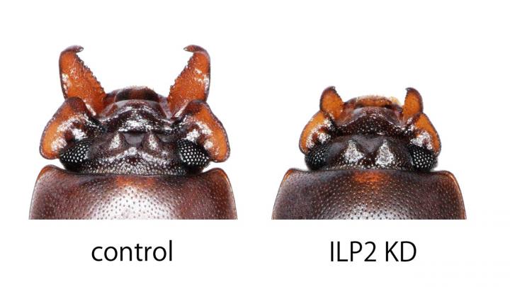 The Mandibles of a Male <i>Gnatocerus cornutus</i> Beetle