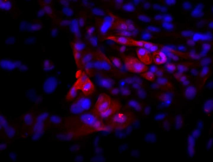 Human Stem Cell-Derived Pituitary Cells