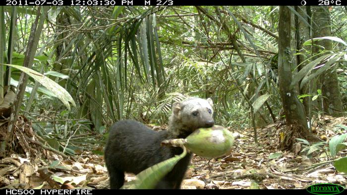 A Tayra (Eira barbara) carrying a large fruit of a large-seeded Sapotaceae tree in the Balbina region