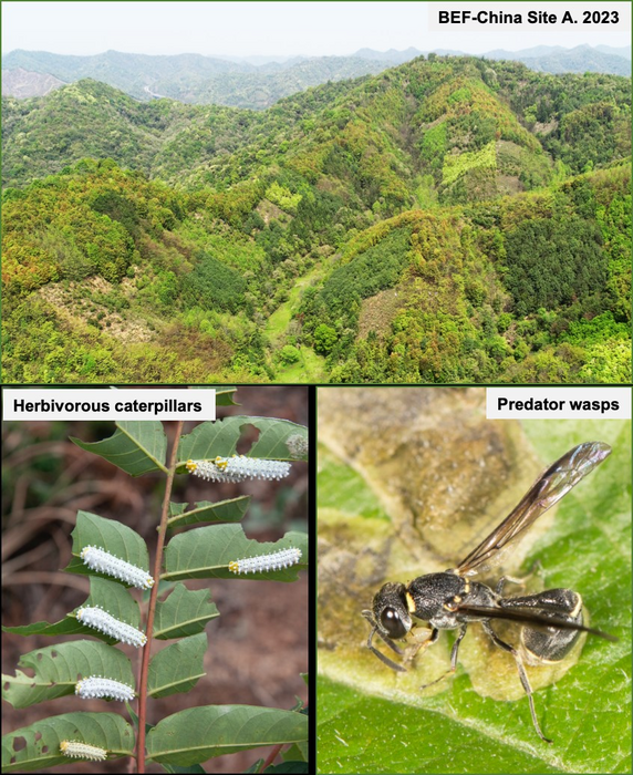BEF-China experiment sites, herbivorous caterpillars feeding on tree leaves, and a predator wasp predating leaf-mining caterpillar