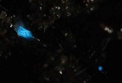 The larvae of a blue light-emitting fungus gnat