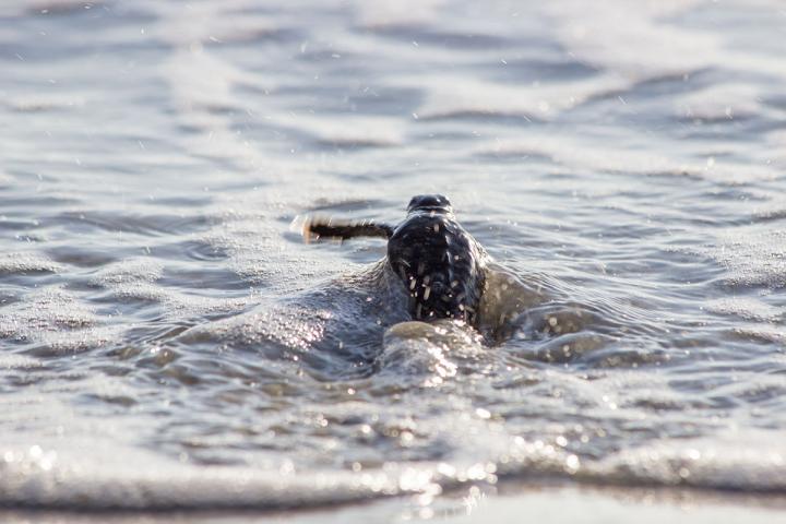 Sea Turtle