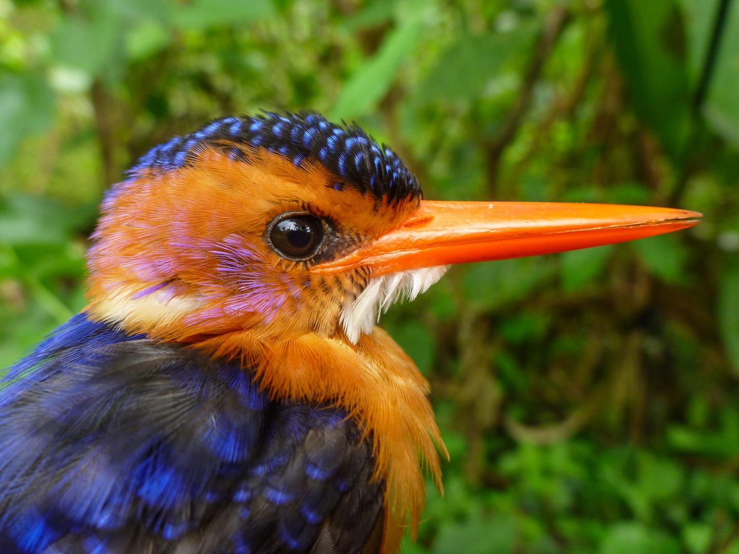 African Pygmy Kingfisher
