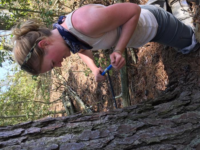 Scientists dating trees