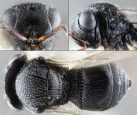Female Samurai Wasp (<em>Trissolcus japonicus</em>)