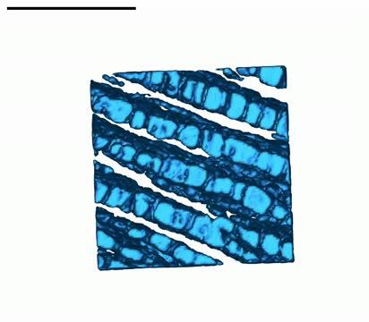 The Fruit's Reconstructed Globular Lipid Layers