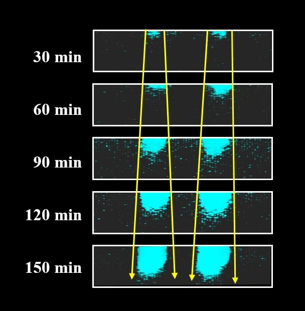 Fluorescent technique brings aging polymers to light