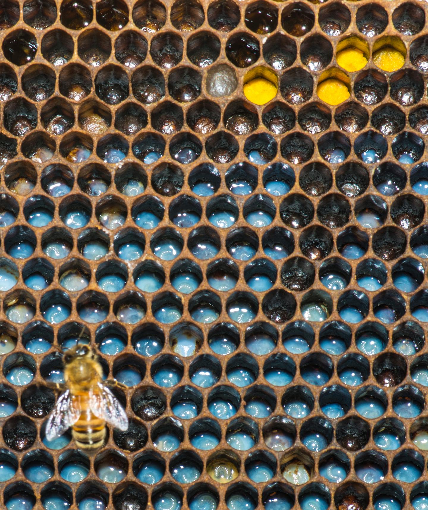 Bee Brood in Honey Bee Comb