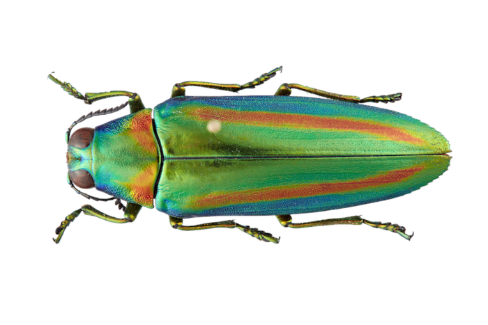 Chrysochroa rajah