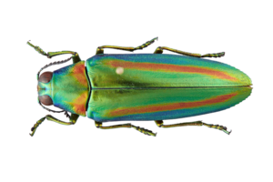 Chrysochroa rajah