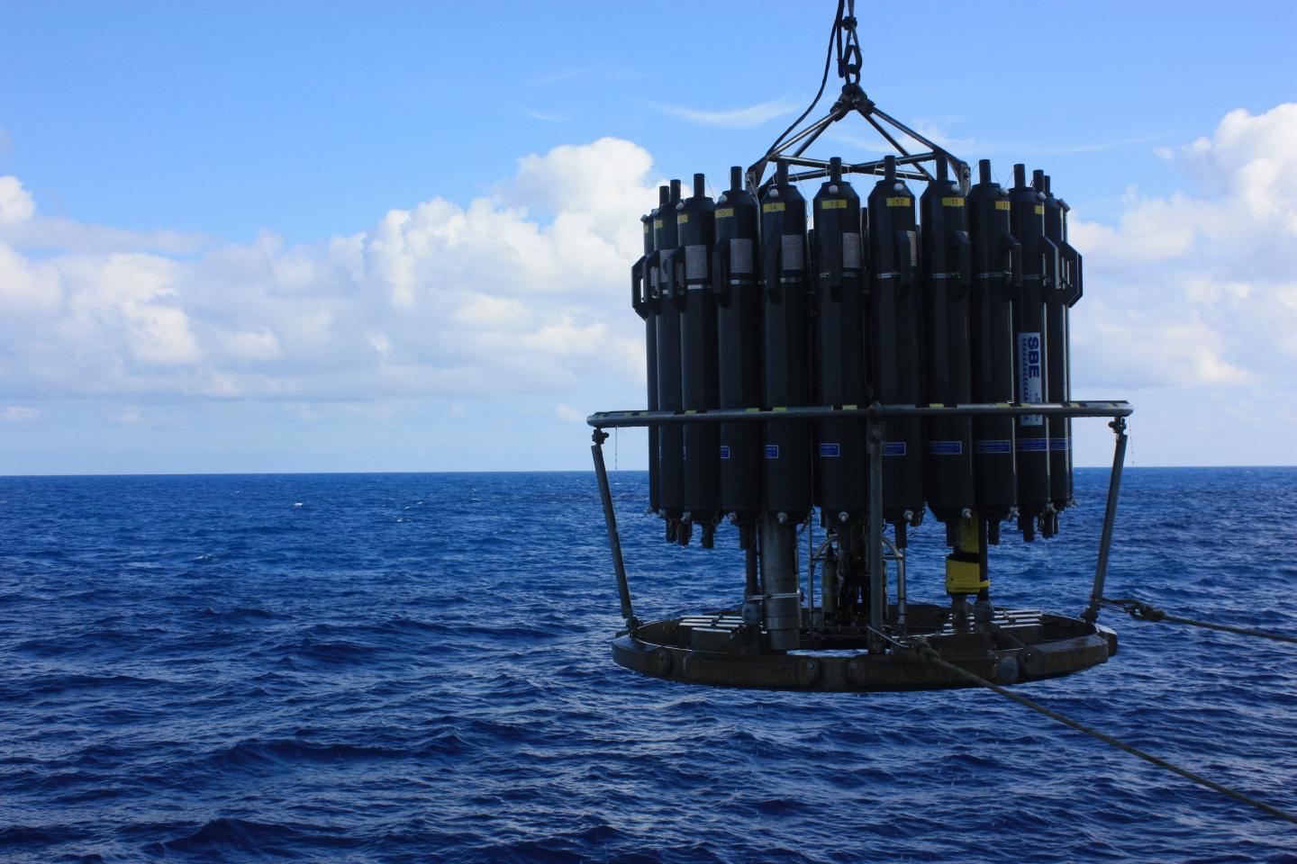 North Pacific Rosette