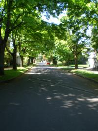 Trees Line a Street in a Portland, Ore., Neighborhood