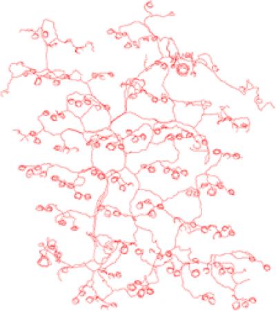 Path of a Nerve Cell