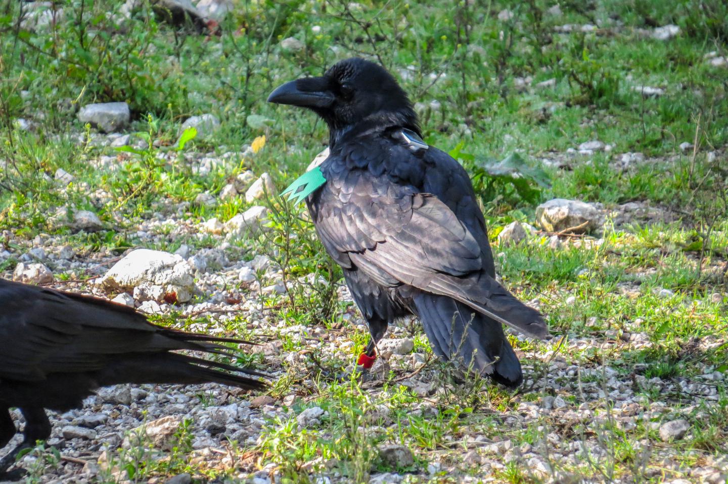 Raven with GPS-tracker