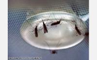 4 Mosquitoes on a Metal Dish Covered with Netting