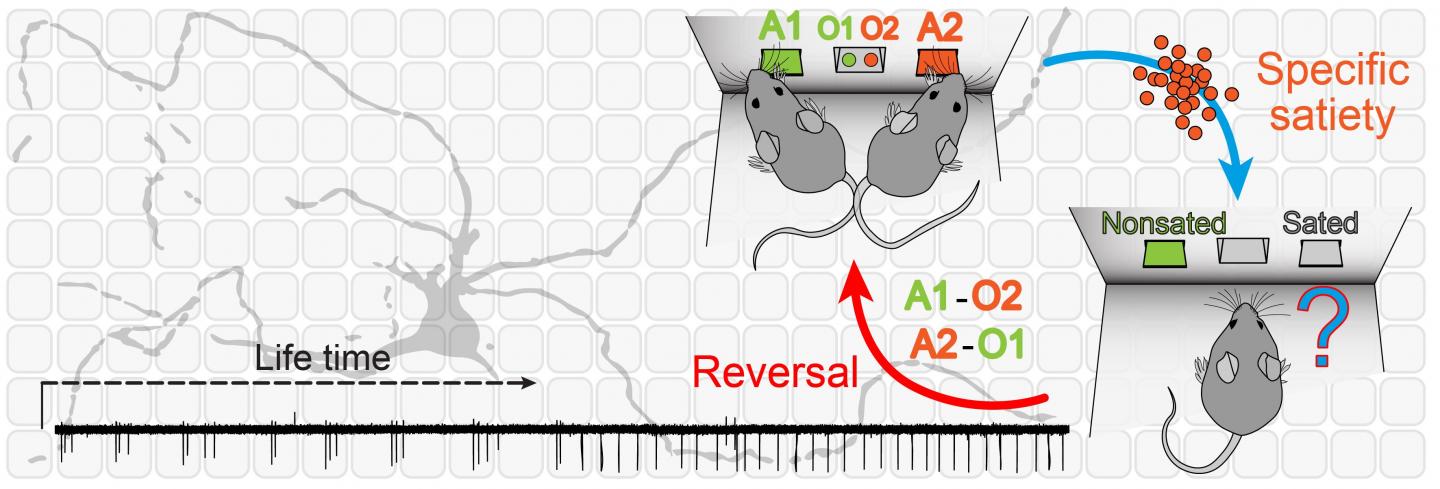 Decision-making in Aged and Young Mice