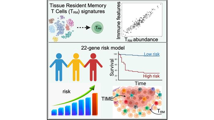 Tissue Resident Memory T Cell Signatures and 22-gene risk model.