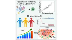 Tissue Resident Memory T Cell Signatures and 22-gene risk model.