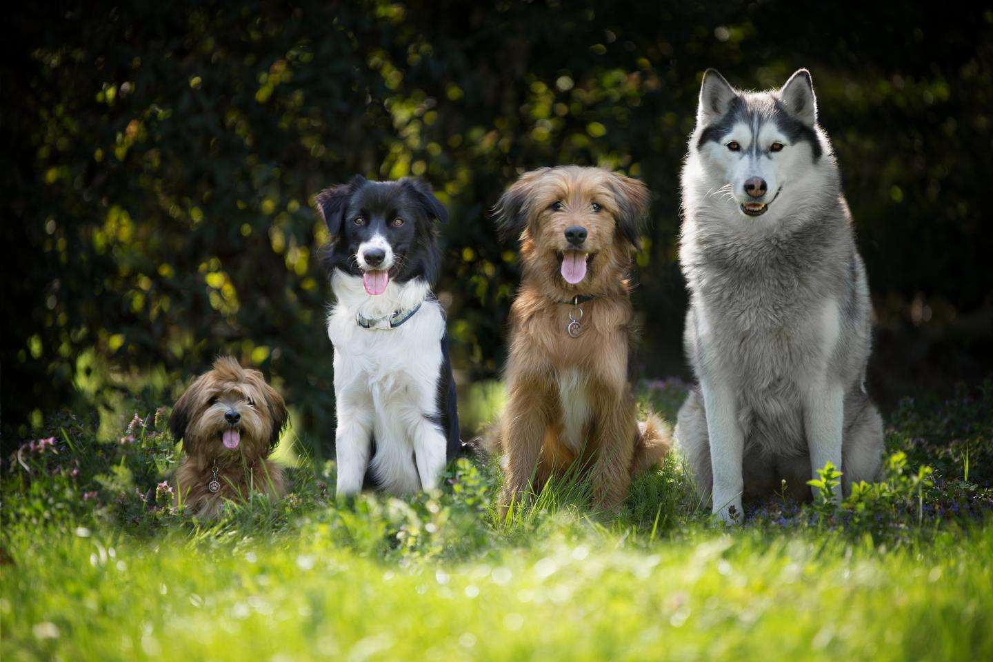 Differences in the prevalence of behaviour traits between individual breeds were manyfold.