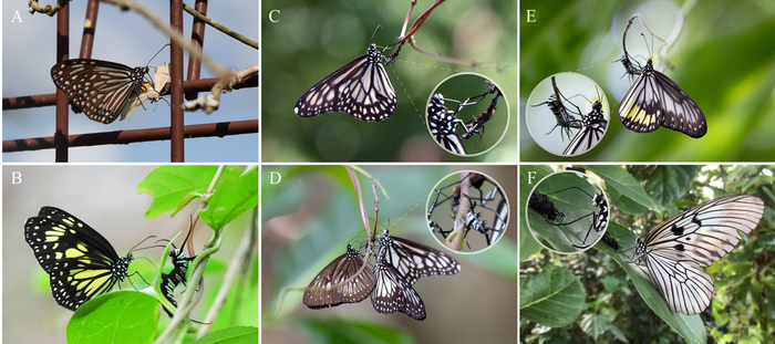 Milkweed butterflies imbibing from dead and living caterpillars