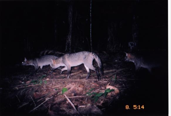 Crab-Eating Fox