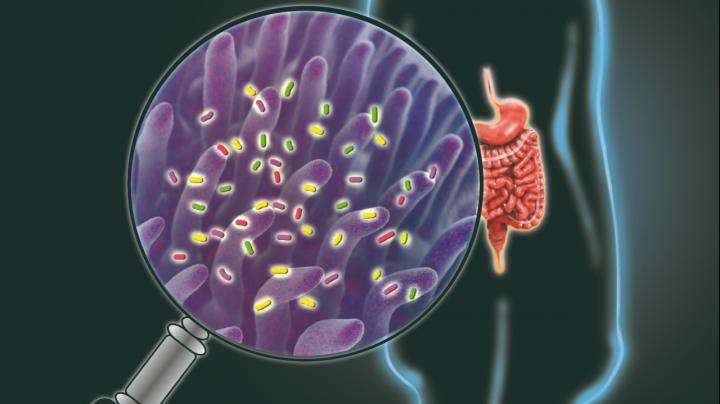 Gastrointestinal tract illustration