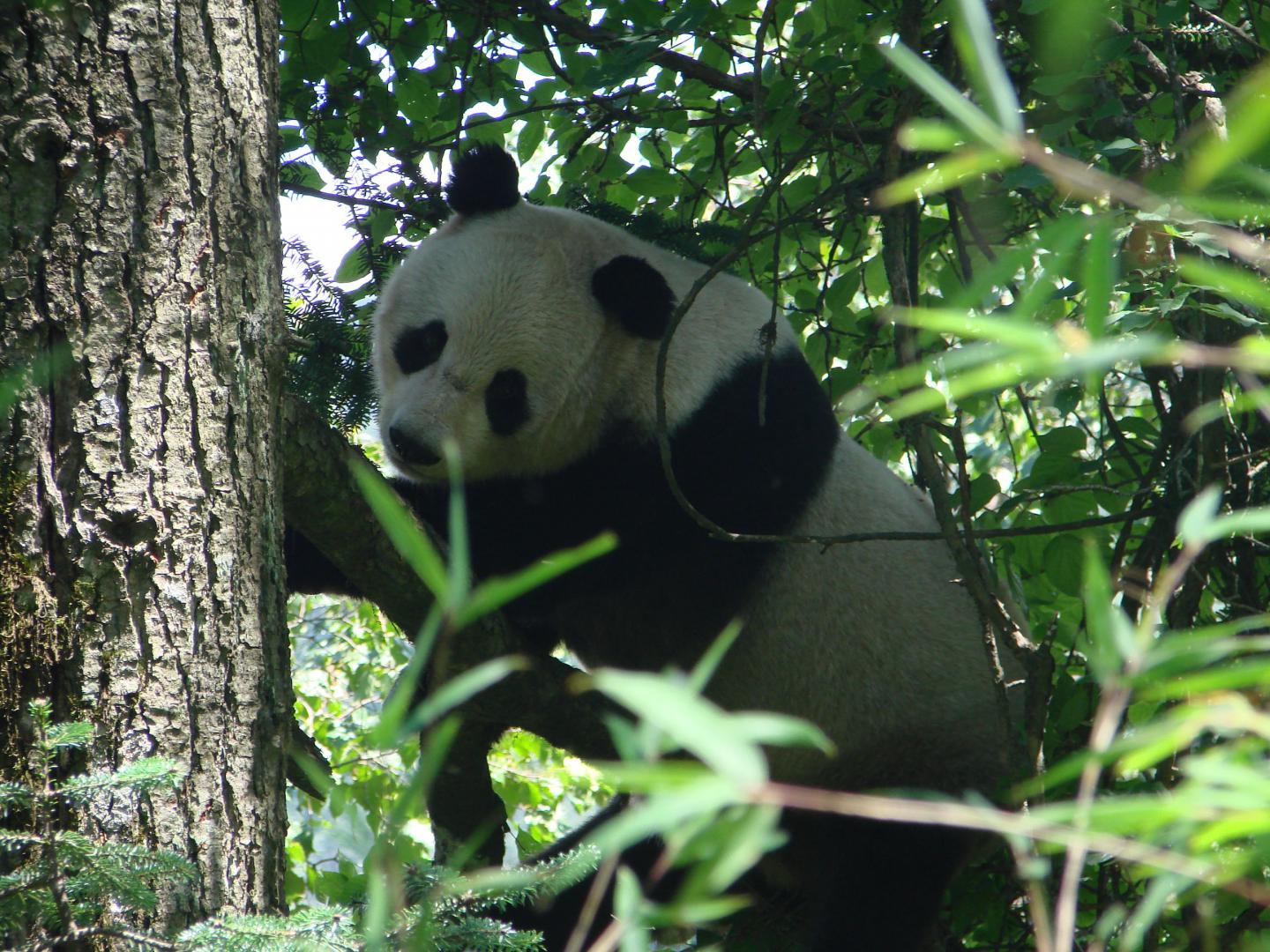 Pandas Spend Less Energy to Afford Bamboo Diet (1 of 8)