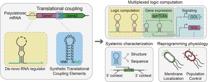 Schematic of the Design of Synthetic Translational Coupling Element and Implementation of Multi-Input/Output Circuits and Cellular reprogramming