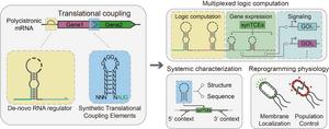 Schematic of the Design of Synthetic Translational Coupling Element and Implementation of Multi-Input/Output Circuits and Cellular reprogramming