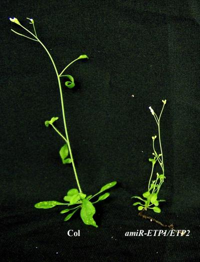 Why Fruits Ripen and Flowers Die: Salk Scientists Discover How Key Plant Hormone is Triggered