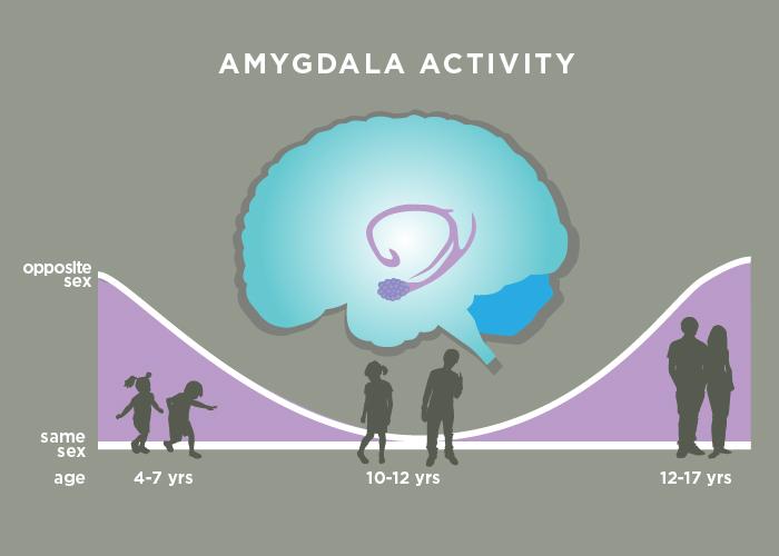Amygdala Responses to Opposite-Sex Faces