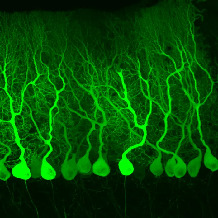 Mouse Purkinje cells