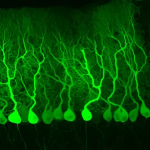 Mouse Purkinje cells