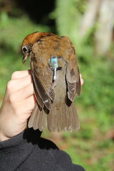 Wood Thrush with Geolocator