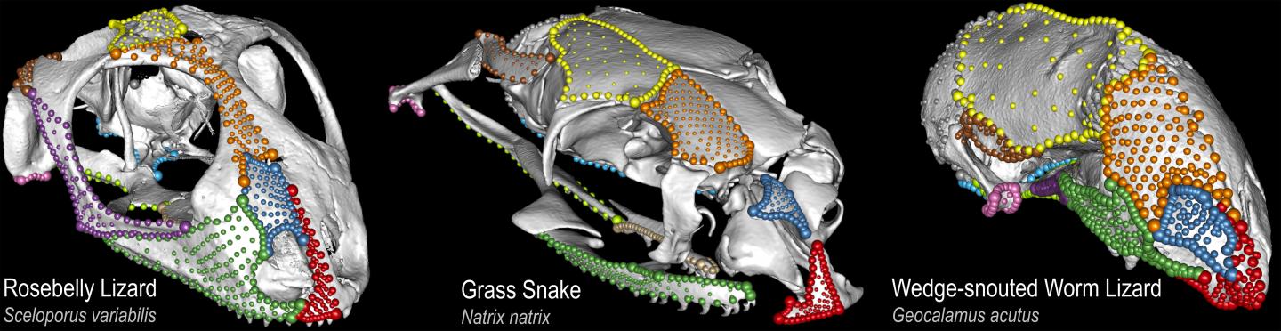 High-density shape data used to quantify the skull diversity of lizards, snakes, and worm lizards.