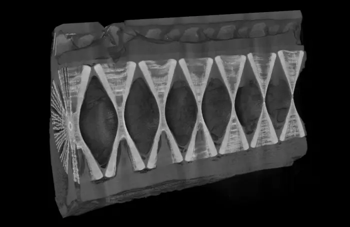 Micro-CT Scanned Tresher Shark Vertebral Column