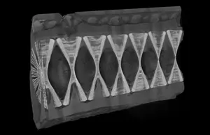 Micro-CT Scanned Tresher Shark Vertebral Column
