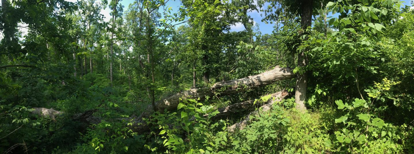 Blowdown Area in Southern Illinois Forest
