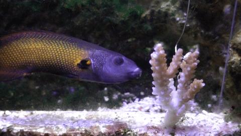 Tubelip Wrasse Feeding on Coral