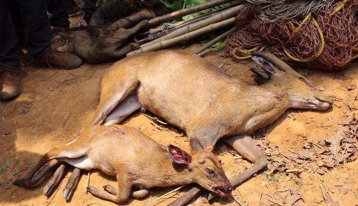 Adult and juvenile barking deer kills in Purulia district in 2019